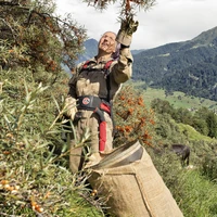 Mann bei der Ernte von Sanddornbeeren (Wildbeeren)
