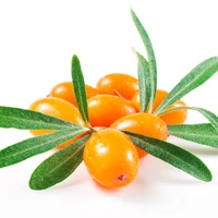 Makroaufnahme von Sanddornwildbeeren