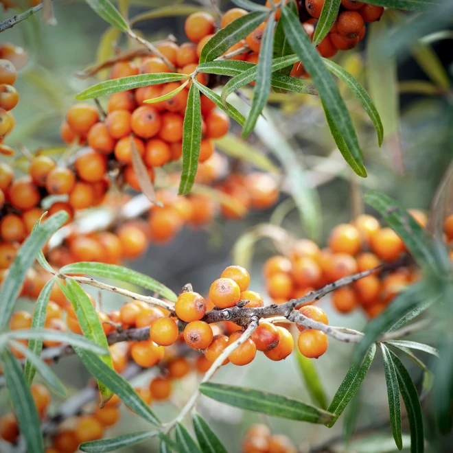 Fotografie von Sanddornstrauch mit reifen Beeren